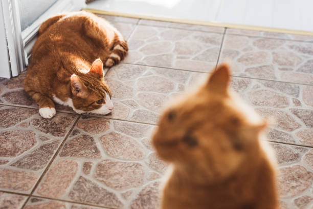 istock Cute ginger cats at home in house indoors 1066512966