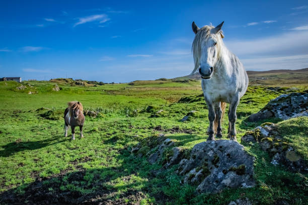 kucyk szetlandzki w: scotland, shetland islands - shetland islands zdjęcia i obrazy z banku zdjęć