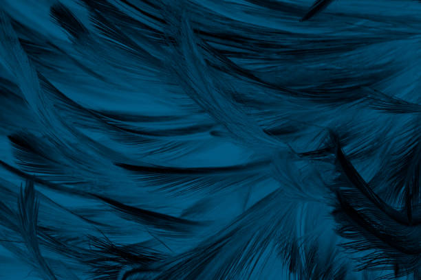 istock Beautiful dark blue vintage color trends feather texture background 1066517782