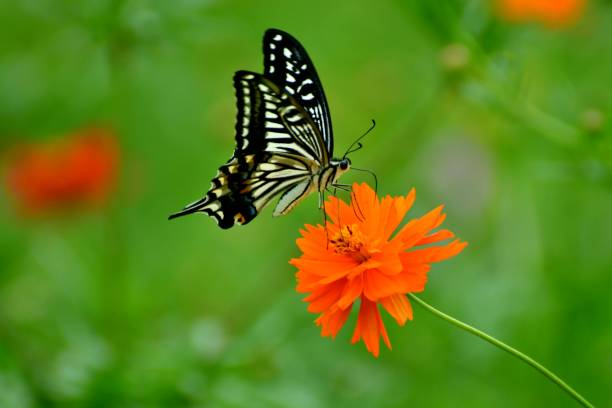 istock Butterfly and Yellow/Orange Cosmos Flowers 1066518064