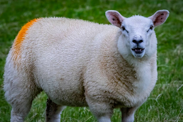 istock Shetland sheep at Shetland Islands 1066518780