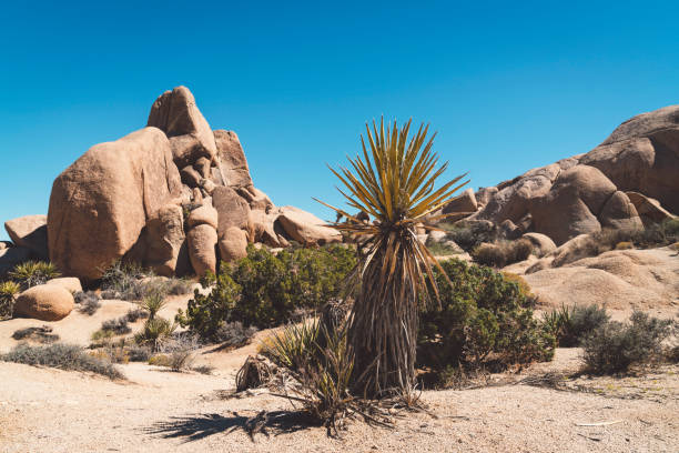 istock Hiking in national park Joshua Tree 1066523076