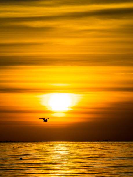 istock Golden sunset over sea with bird flying silhouetted 1066524076