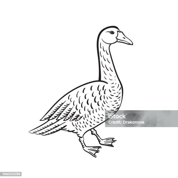 Branta Black Necked Goose Vector Stock Illustration - Download Image Now - Duck - Bird, Duck Meat, Outline