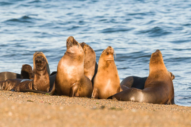 istock Sea lion female in colony 1066531030