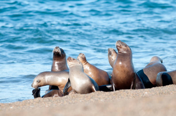 Sea lion female