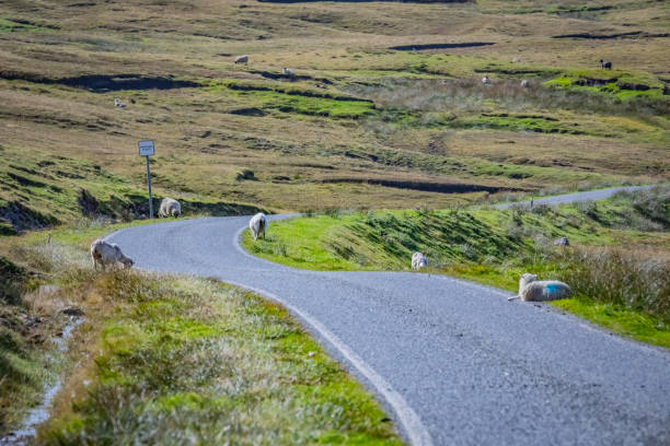 istock Road with sheeps at Shetlands Scotland 1066538274
