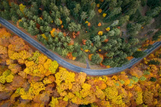 Photo of Road through autumnal forest - aerial view