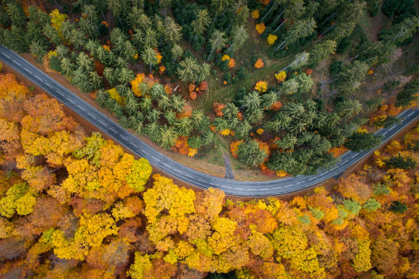 road through autumnal forest - aerial view - road country road empty autumn imagens e fotografias de stock