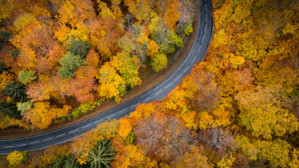 istock Road through autumnal forest - aerial view 1066538736