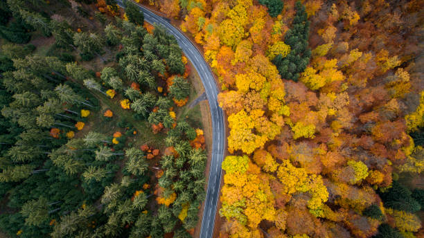 istock Road through autumnal forest - aerial view 1066538764