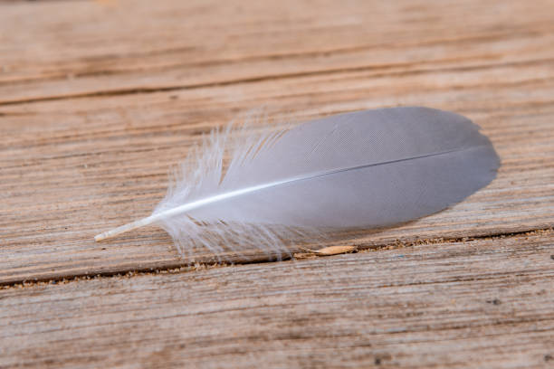 istock Seagull feather on wooden background close up - macro 1066538904
