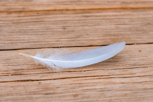 istock Seagull feather on wooden background close up - macro 1066540690