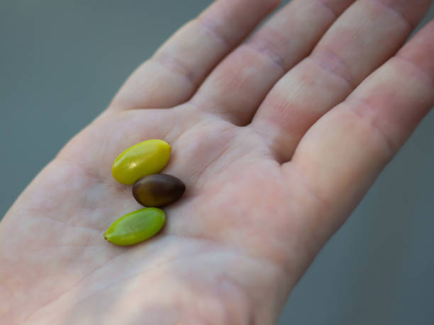 istock seeds of beans on a palm 1066541206