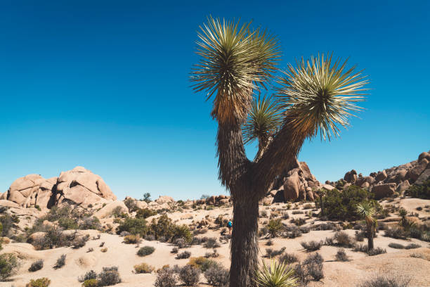istock Amazing trees in Joshua Tree national park 1066541558