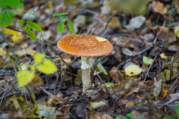 istock fly agaric (Amanita), inedible mushroom 1066542640