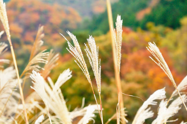 istock Autumn leaves and Miscanthus sinensis 1066544620