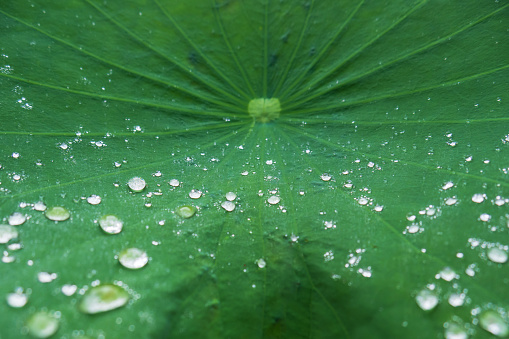 Lotus leaf and dew on lotus leaf