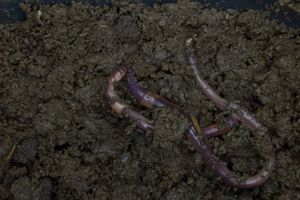 istock Earthworm is economic animals 1066547600