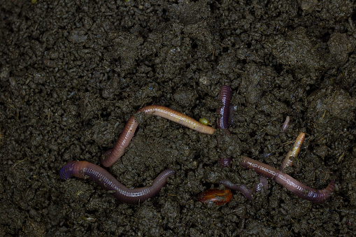 Earthworm is economic animals