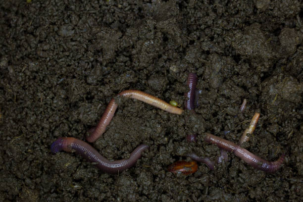 Earthworm is economic animals Earthworm is economic animals fishing worm stock pictures, royalty-free photos & images