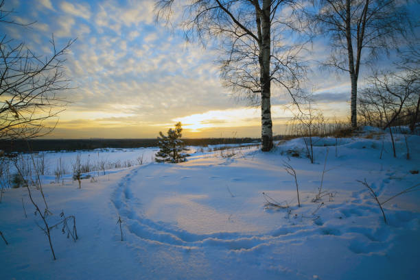 Winter sunset in the forest among the birches.Russia, Leningrad region.