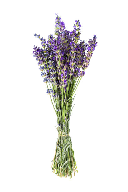 цветы лаванды изолированы на белом фоне - lavender lavender coloured flower homeopathic medicine стоковые фото и изображения