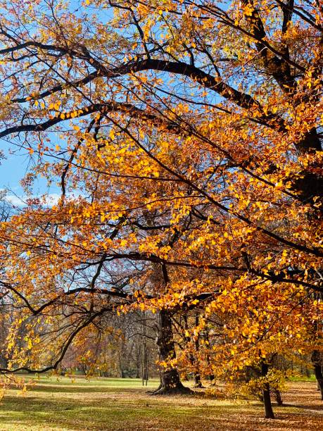 istock Public park in fall time in Europe 1066551258