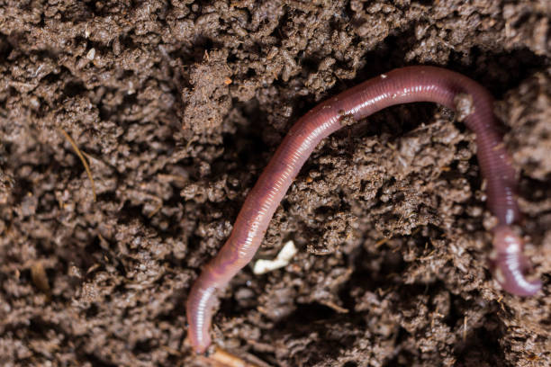 istock Earthworm is economic animals 1066553212