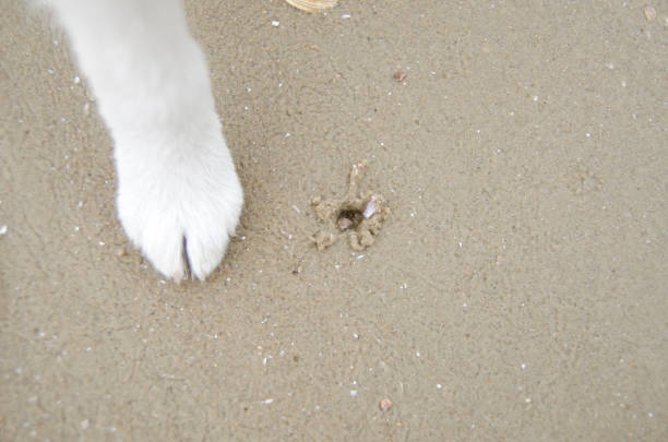 Puppy feet and holes