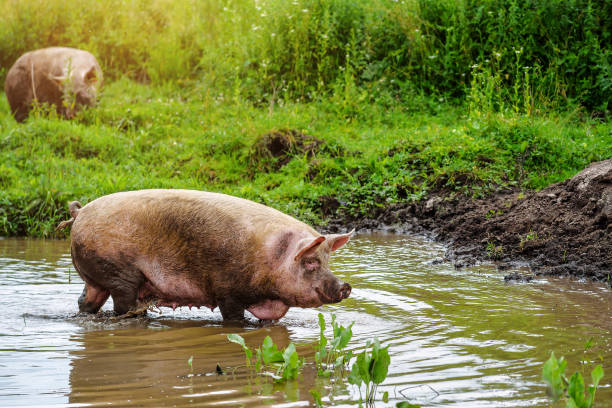 istock fat pork in the swamp 1066554750