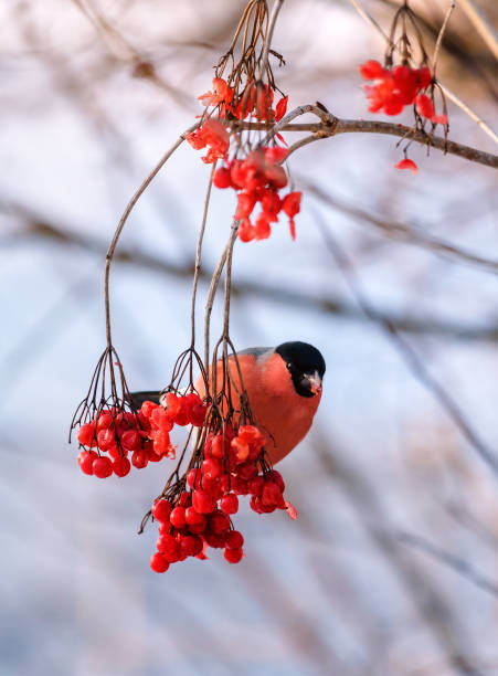 istock red bullfinch on the twig 1066554974