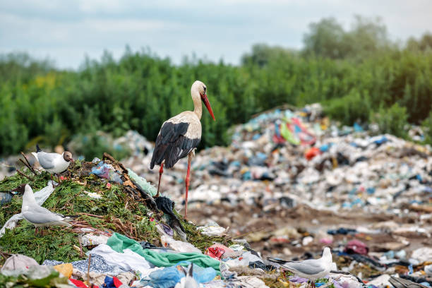 istock stork and gulls on the landfill 1066555080