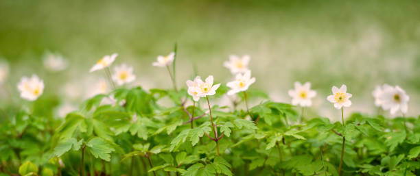 木材アネモネ パノラマ - sweden wildflower wood anemone flower ストックフォトと画像