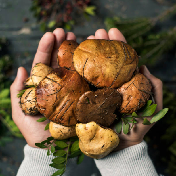 istock man with some yellow knight mushrooms in his hands 1066558096