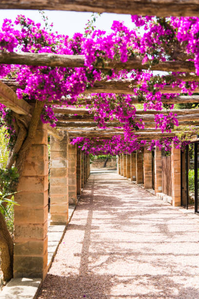 istock pink bougainvillea on wooden balustrade with columns 1066560142