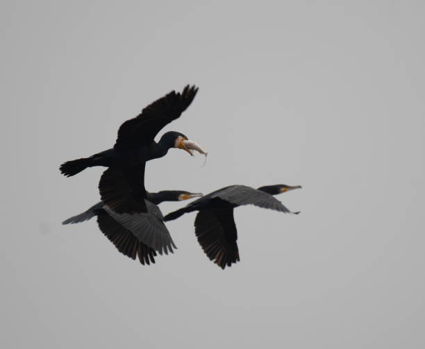 istock Flock of the cormorants 1066560318