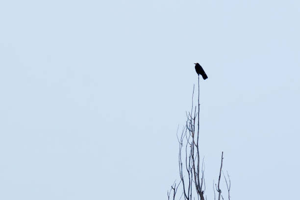 Image of two ravens in a tree during the sunshine in the morning in ifrane city in Morocco. The sunlight has created a heavy shadow which made the ravens and the trees looks silhouettes