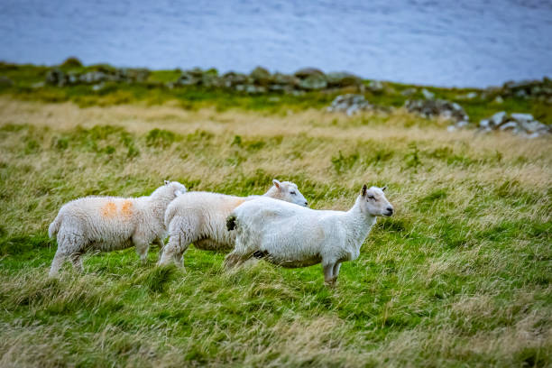 istock Shetland sheep at Shetland Islands 1066565670