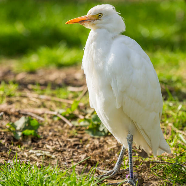 istock image of a snowy egret bird on a wonderful day 1066566182