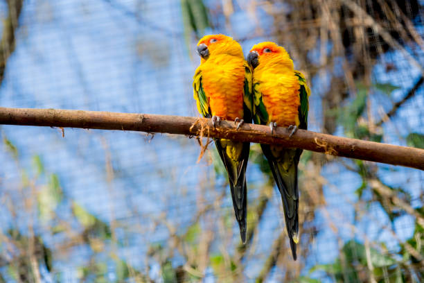 istock beautiful parrots on a wooden trunk 1066566244