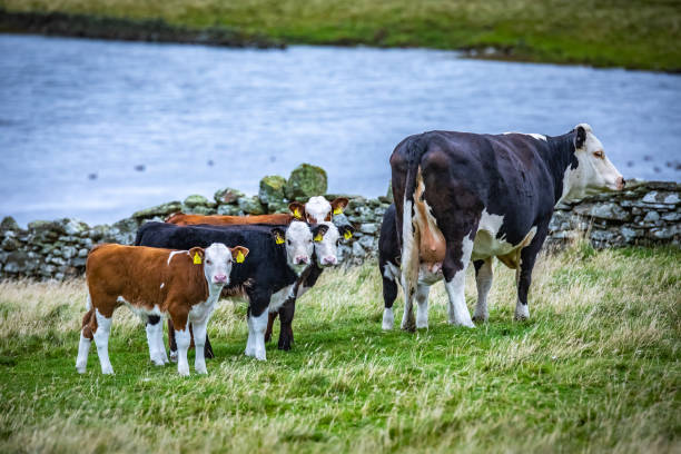 A peaceful rural scene featuring a young brown and white calf resting on vibrant green grass, surrounded by nature's tranquility. Captured in vivid daylight, highlighting Denmark's pastoral beauty.