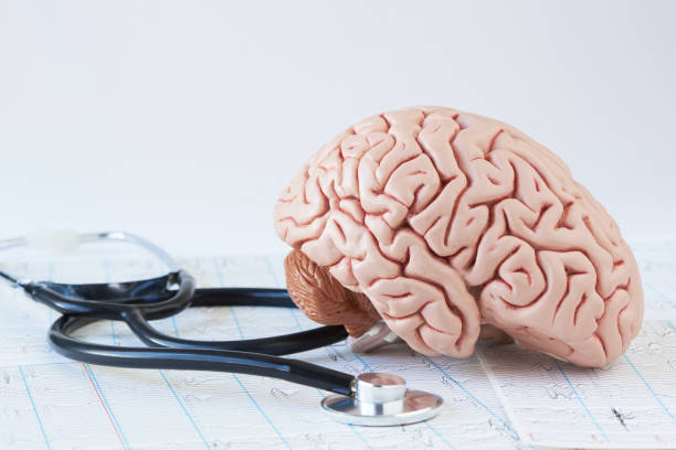 Human brain model and stethoscope on background of brain waves f Human brain model and a black stethoscope on background of brain waves from electroencephalography cerebellum stock pictures, royalty-free photos & images