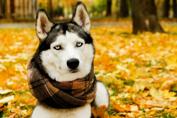 istock Husky dog at park in autumn. 1066570096