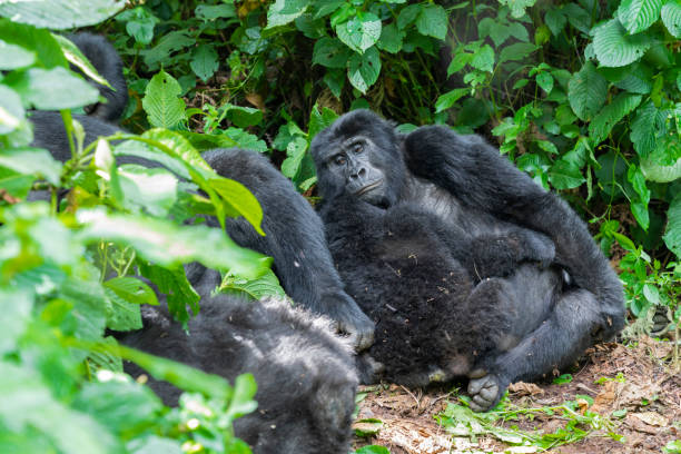 группа горилл в лесу - virunga volcanic complex стоковые фото и изображения