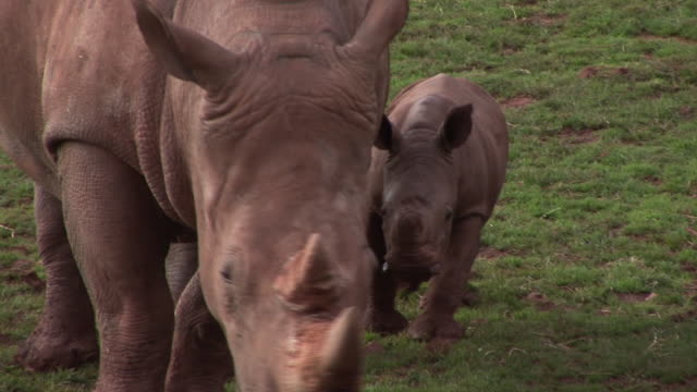 Mother & Baby Rhinos - HD & PAL