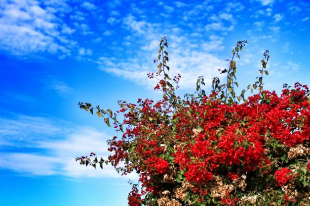 Beautiful bougainvillea flowers under Sky with Altocumulus clouds Beautiful and colorful bougainvillea flowers under Sky with altocumulus clouds in Spain Cirrocumulus stock pictures, royalty-free photos & images