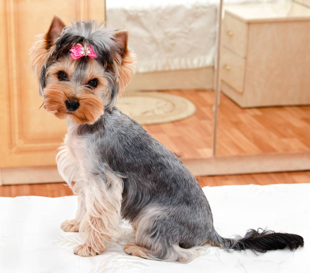 istock Beautiful puppy yorkshire terrier with bow 1066578554