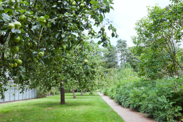 istock Ripe green apples in an orchard, flowers next to a path. 1066579860
