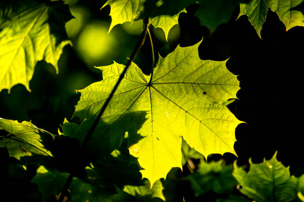 istock maple leaf in autumnal colors in back-light 1066581566